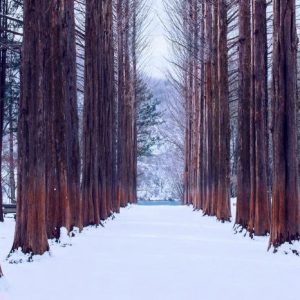 Tour Hàn Quốc từ Sài Gòn