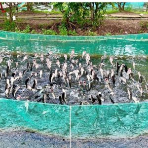 Tour Mỹ Tho - Cần Thơ - Cồn Sơn