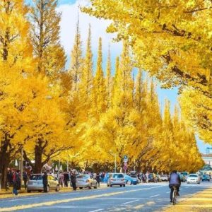 Tour Nhật Bản từ Sài Gòn