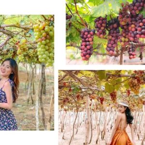 Tour Ninh Thuận từ Nha Trang