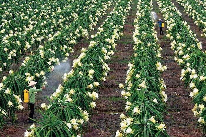 Vườn Thanh Long Châu Thành