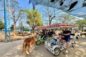 Vườn thú Mỹ Quỳnh Safari Long An