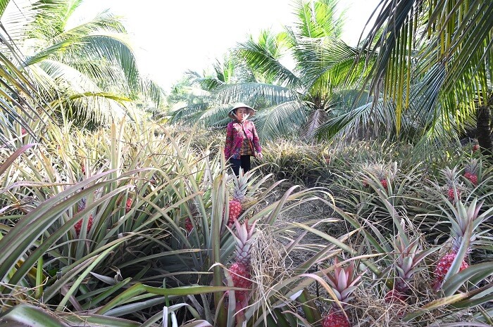 Vườn Khóm Bến Lức